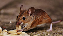 24 Hour & Emergency Exterminators in Crown Hill, WV